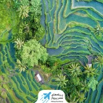 مزارع برنج بالی