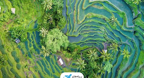 مزارع برنج بالی