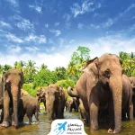 مرکز نگهداری از فیل های پیناوالا