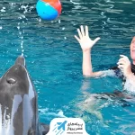 بازی با دلفین ها در پارک آبی دلفین های کیش