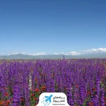 امکانات دره گل‌ های ارمنستان